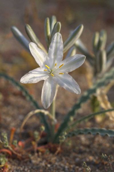 California, Anza-Borrego Desert Lily flowers